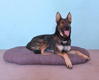 Polštář Bobík 120 cm Rojaplast