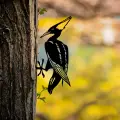 Zahradní dekorace BIRD On The Branch 10 – Černá ASIRGROUP