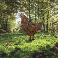 Zahradní dekorace CHICKEN ASIRGROUP (foto 228)