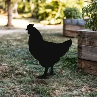 Zahradní dekorace CHICKEN ASIRGROUP (foto 414)