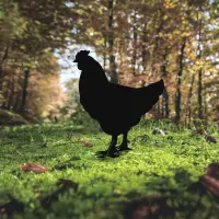 Zahradní dekorace CHICKEN ASIRGROUP (foto 75)
