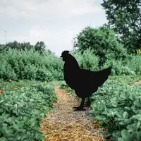 Zahradní dekorace CHICKEN ASIRGROUP (foto 76)