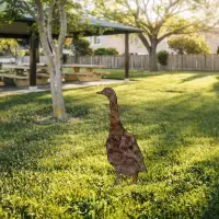 Zahradní dekorace GOOSE ASIRGROUP (foto 686)